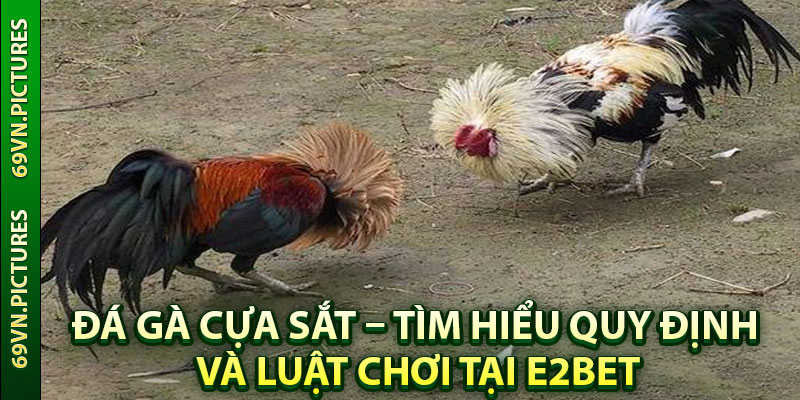 Đá gà cựa sắt là loại hình gì?