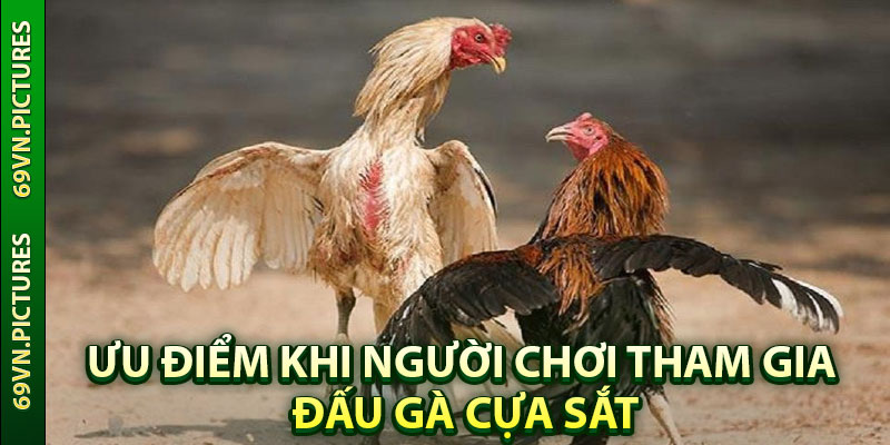 Ưu điểm khi người chơi tham gia đấu gà cựa sắt